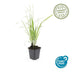 24x Federgras 'Karl Foerster' - 10-25cm - Ø9cm Topf Bild 3
