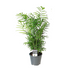 Chamaedorea Elegans - Ø14cm - ↕55cm Bild 2