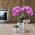 Kolibri Orchids | Violette Vienna Orchidee + Disco Übertopf – Topfgröße Ø9cm | blühende Zimmerpflanze – frisch vom Züchter Bild 4