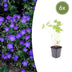 6x Geranium 'Johnson's Blue' - Blaue Storchschnabel-Staude 10-25cm Bild 1