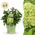Hydrangea paniculata Groundbreaker Greeny: 4 hardy panicle hydrangeas in pots Bild 1