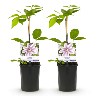 Clematis Nelly Moser: 2 rosa Blütenwunder für Ihren Garten