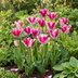 24x Tulipa Mata Hari: Rosa-Weiße Frühlings-Tulpensorten (Zwiebel 11/12) Bild 2