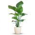 Strelitzia Nicolai Zimmerpflanze mit weißem Bio-Topf – 80 cm Bild 1