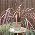 Phormium 'Pink Flamingo' – Pink Flamingoblume, 50cm hoch Bild 5