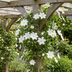 6x Clematis Jackmanii Huldine - Waldrebe Huldine - Weiß - Kletterpflanze - Ø9cm - ↕35cm Bild 4
