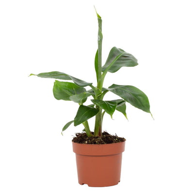 Musa Tropicana Bananenbaum, 12cm Topf, ca. 27cm Höhe