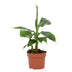 Musa Tropicana Banana Tree, 12cm pot, approx. 27cm height Bild 1