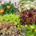 12x - Alpine mix - Ø7cm - ↕10-12cm Bild 5