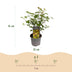 Acer palmatum 'Little Princess' - 3x Zwerg-Ahorn, 35cm, pflegeleicht Bild 3