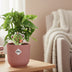 Monstera 'Monkey Leaf' in ELHO Vibes Fold 14cm pink pot Bild 3