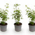 Acer palmatum Seiryu: Japanischer Ahorn, 3 Pflanzen, 35cm, Topf 12cm Bild 2
