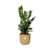 Zamioculcas (ZZ plant) - Height 45-50cm in yellow ELHO pot Bild 2