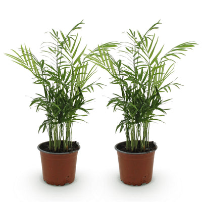 Green boutiQ - Zimmerpflanze - Chamaedorea elegans - Goldpalme - Haustierfreundlich - Grün - 2 Pflanzen - Topf 12cm - Höhe 35-40cm