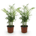 Green boutiQ - Zimmerpflanze - Chamaedorea elegans - Goldpalme - Haustierfreundlich - Grün - 2 Pflanzen - Topf 12cm - Höhe 35-40cm Bild 2