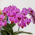 Kolibri Company | Bloom Purple Plant Set | Violet Vienna Orchid + Green Plants incl. Planters Bild 2