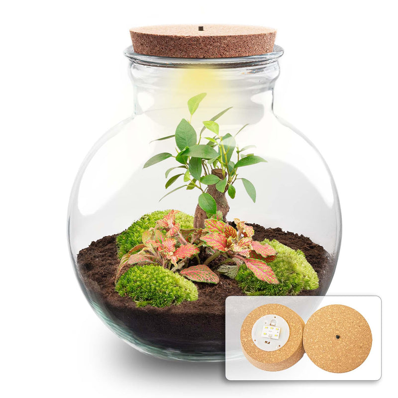 Flaschengarten - Teddy bonsai - ↕ 26,5 cm - Mit LED-Korken