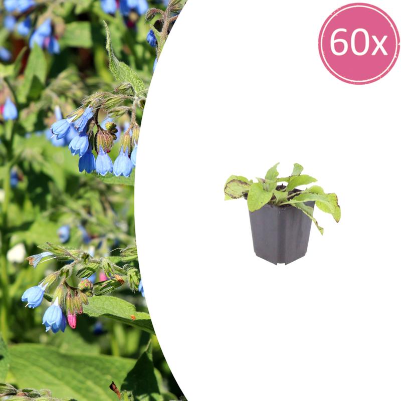 60x Comfrey 'Wisley Blue' Perennial, 10-25cm, Ø9cm