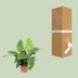 Philodendron Imperial Green: Große Zimmerpflanze Ø27cm, 80cm hoch Bild 4