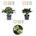 GreenboutiQ - Gartenpflanze - Lenten Rose - Helleborus Diamfire - Grüne Blüte - Immergrün - Topf 19cm Höhe 40cm Bild 12
