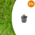 24x Zier-Schwingel 'Festuca gautieri' - 10-25cm - Ø9cm Bild 1