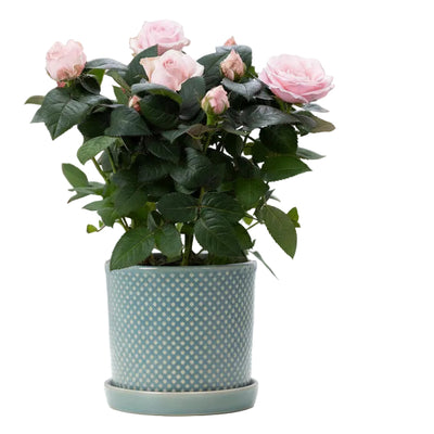 Rosa Hellrosa Rose – Ø 12cm Topf, 30cm Höhe – P&PURE Keramikserie