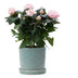 Rosa Hellrosa Rose – Ø 12cm Topf, 30cm Höhe – P&PURE Keramikserie Bild 1