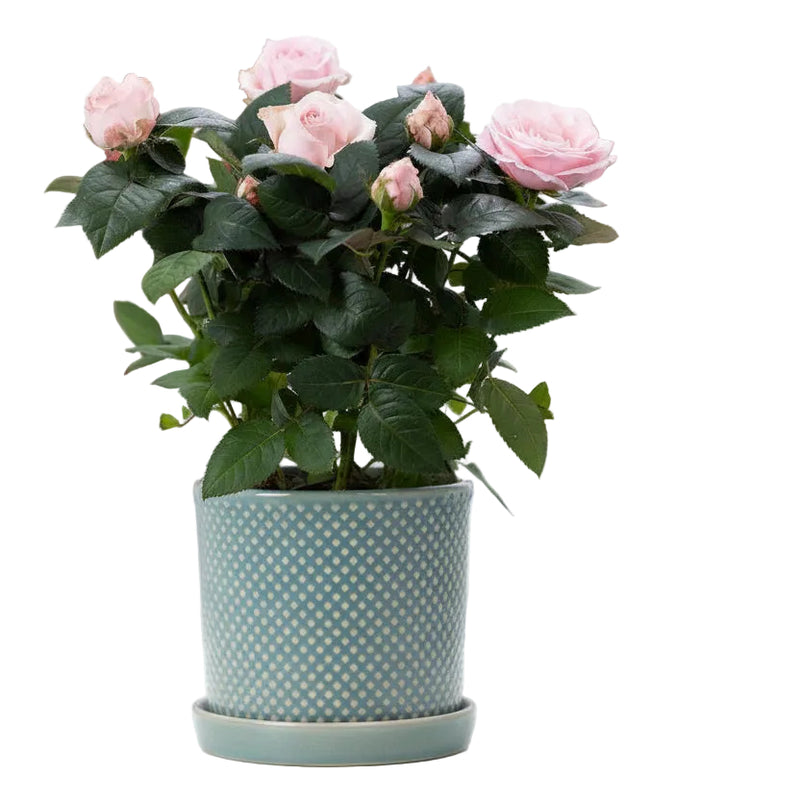 Rosa Hellrosa Rose – Ø 12cm Topf, 30cm Höhe – P&PURE Keramikserie