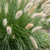 Green boutiQ - Gras - Pennisetum alop. Hameln - Lampenputzergras - Mit Plume - Grün - 12 Pflanzen - Topf 11cm - Höhe 15-25cm Bild 5