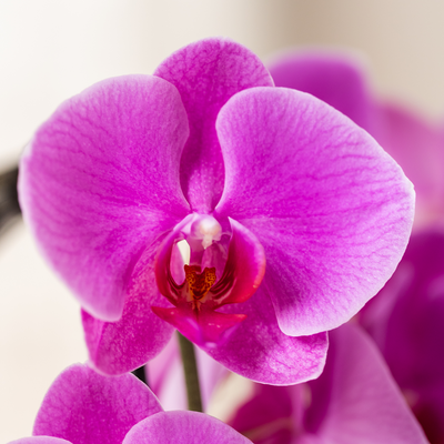 Violette Orchidee Freeride Niagara Falls + Lila Übertopf Ø12cm