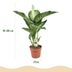 Dieffenbachia Tropic Snow, pflegeleicht, Topf 21cm, Höhe 90-100cm Bild 3
