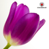 Lila Prinz Tulpenzwiebeln - 20 Stück | KH Bloembollen® Bild 5