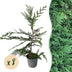 GreenboutiQ Leylandii Hedging Plants: 8 Plants for 1m of Hedge Bild 1