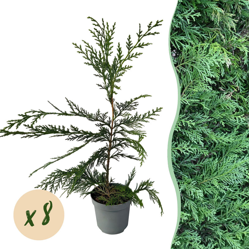 GreenboutiQ Leylandii Hedging Plants: 8 Plants for 1m of Hedge