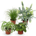 Green boutiQ - Zimmerpflanze - Chlorophytum - Cyperus - Phlebodium - Marantha - Mix aus 4 - Haustierfreundliche Pflanzen - Grün - 4 Pflanzen - Topf 12cm - Höhe 25cm Bild 2