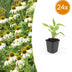24x Echinacea 'White Swan' - Weiße Sonnenhut - 10-25cm Bild 1