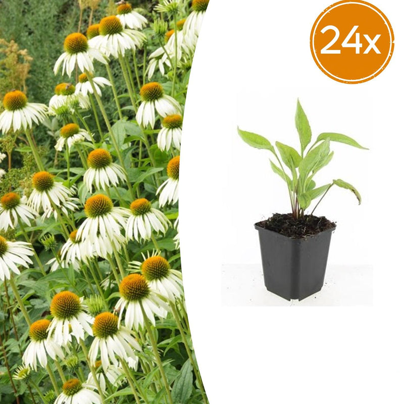 24x Echinacea 'White Swan' - Weiße Sonnenhut - 10-25cm