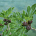 Ficus Carica Brown Turkey Feigenbaum auf Stamm - 90 cm, winterhart Bild 8