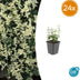 24x Euonymus fort. 'Harlequin' - ↕10-25cm - Ø9cm Bild 1