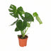 Monstera Deliciosa swiss cheese plant in a Ø17cm pot, ↕55cm Bild 1