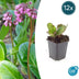 12x Bergenia cordifolia 'Herbstblüte'  - ↕10-25cm - Ø9cm Bild 1