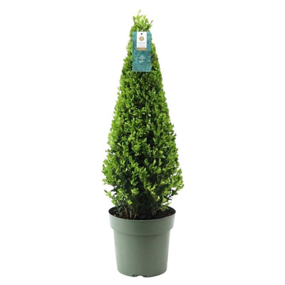Ilex Pyramide 55 cm hoch | Immergrüne Topfpflanze