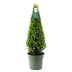 Ilex Pyramid 55 cm high | Evergreen Potted Plant Bild 2