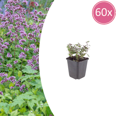 Origanum laevigatum 'Herrenhausen' - 60x, 10-25cm hoch, Ø9cm Topf