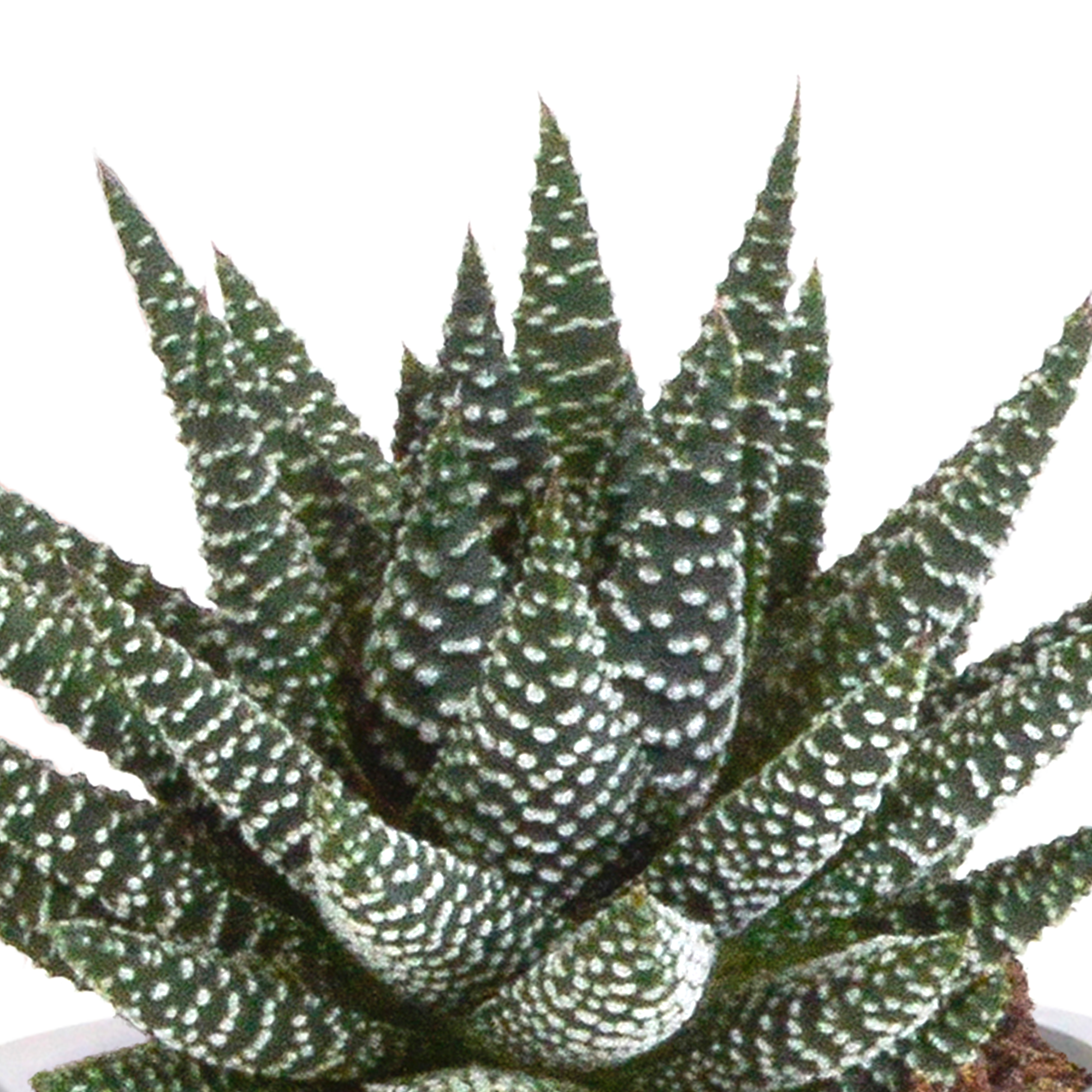 Gasteria/Haworthia-Mischung 8,5cm - 3x - in terracotta pot