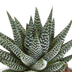 Gasteria/Haworthia Mischung 8,5cm - 3 Pflanzen im Terrakottatopf Bild 4
