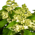 Hydrangea paniculata 'White' - Ø24cm, 70-80cm Bild 2