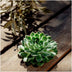 ROOTLESS Echeveria Pulidonis Sukkulente Ø12-14 cm - Wurzellose Rosette Bild 6