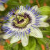 GreenboutiQ Passionsblume 'Passiflora caerulea' - 2 Pflanzen Bild 4