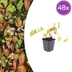 48x Epimedium y. 'Niveum' perennial, 10-25cm tall, Ø9cm pot Bild 1